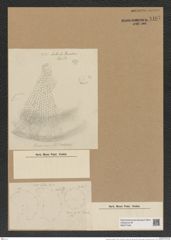 Aulacodiscus patens A. Schm. (de-Toni-Nr.: Genus 182, Species 4519) Zeichnungen Sammlung Grunow Nr. 8107 (NHMW-BOT-W0377449)